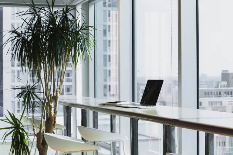 laptop and plant near window